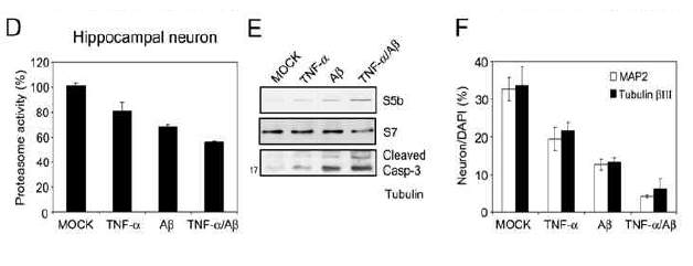 TNFα/Abeta를 처리한 후 proteasome 활성과 neurotoxicity를 측정한 결과