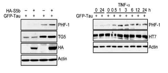 TNFα/S5b(PSMD5)와 tau인산화