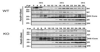 WT, PSMD5 KO mice에서 proteasome complex의 FPLC 분석