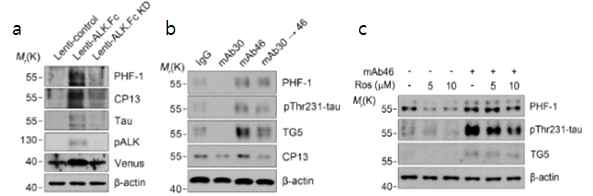 Primary neuron에서 mAb46에 의한 tau 인산화(a,b), Cdk5 inhibitor에 의한 tau 양, 인산화감소(c)