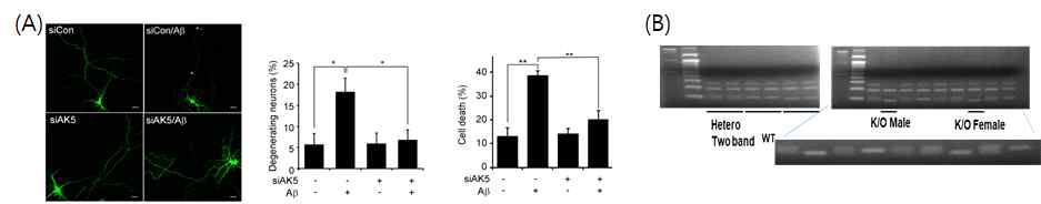 Abeta에 의한 neurite 감소에 XK5 기여(A), XK5 KO mice 제조