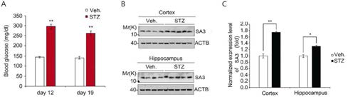 A. STZ 처리한 blood glucose변화. B,C. STZ 처리 후 mice brain에서 SA3 변화 (B) 및 이를 정량한 그래프 (C)