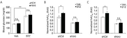 A. STZ, lenti-shSA3 처리 후 3x-AD mice blood glucose. B,C. mice hippocampus의 Aβ40(B), Aβ42(C)양