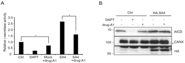 HEW293에 SA4발현, drug-A1 처리 γ-secretase 활성(A), in vitro AICD assay(B)