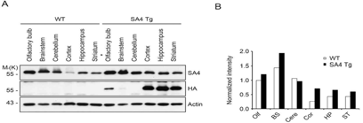 SA4 Tg mice에서 SA4발현(A, B)