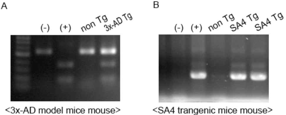 SA4 Tg/3x-AD double mice