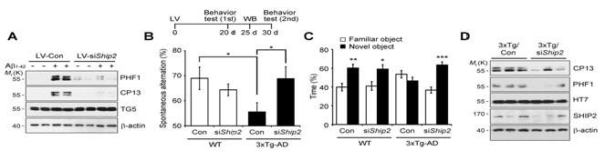 SHIP2 KD으로 AD model mice에서 기억력 회복과 tau 인산화감소