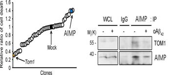 Aβ 세포사멸 저해유전자 TOM1발굴, AβRK TOM1-AIMP결합조절