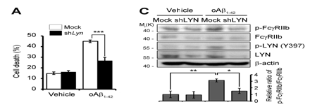 Lyn KD시 Ab 독성(A), p-FcgRIIb 억제(C)