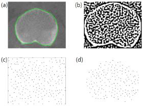 Voronoi diagram point 추출 과정 (a) ROI(Region of interest 지정) (b) filter 처리 (c) voronoi point로 변환 (d) ROI 내부 point 추출