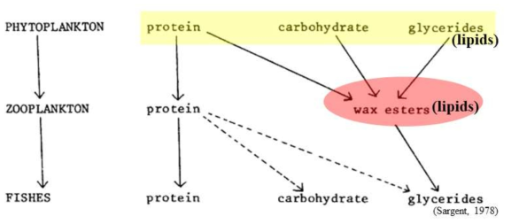 먹이 단계에 따른 식물플랑크톤-동물플랑크톤-어류의 생화학조성간의 관계 모식도 (Sargent, 1978)