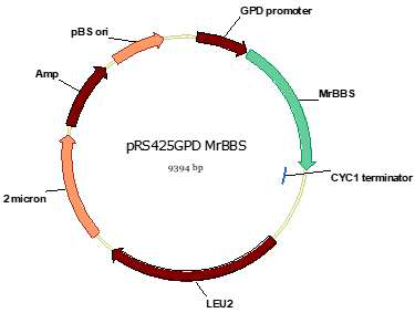 비사보롤 합성 유전자를 포함하는 pRS425GPD-MrBBS 클로닝 벡터