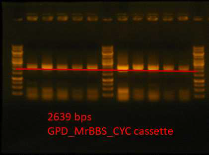 HX4HEM 균주 콜로니 PCR 결과