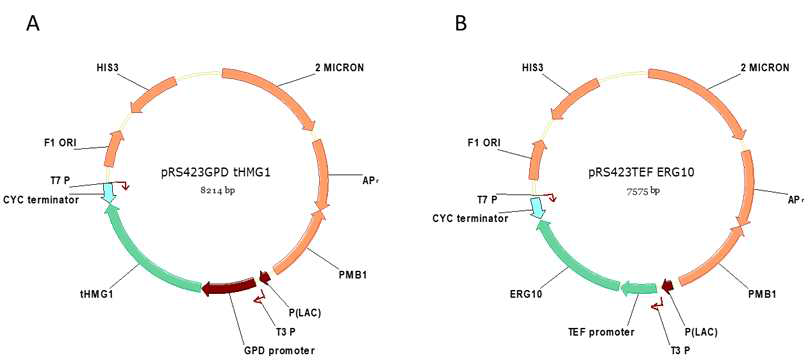 메발론산 및 아세틸-CoA 대사강화 유전자를 포함하는 클로닝 벡터. A. pRS423GPD-tHMG1, B. pRS423TEF-ERG10