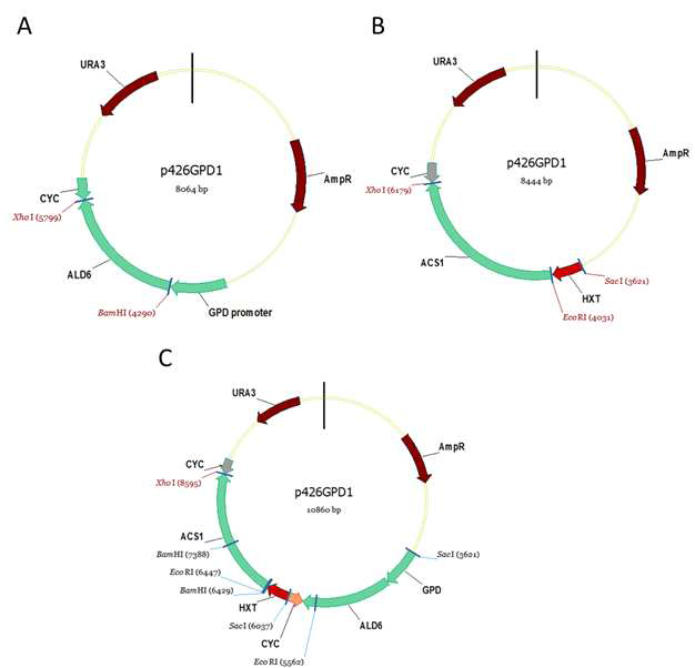 메발론산 및 아세틸-CoA 대사강화 유전자를 포함하는 클로닝 벡터. A. pRS426GPD-ALD6, B. pRS426GPD-ACS1, C. pRS426GPD-ALD6-ACS1
