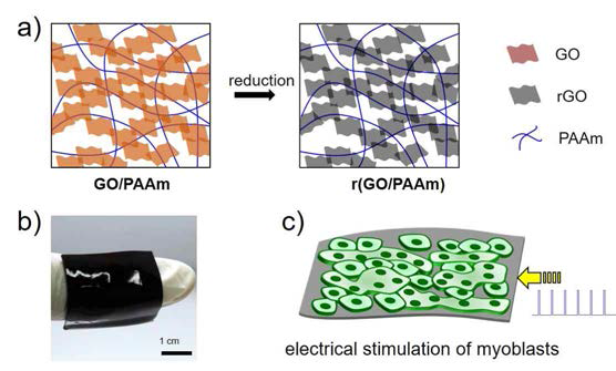 그래핀 하이드로젤 a)제조 과정 모식도와 b)환원된 그래핀 하이드로젤의 이미지 및 c)하이드로젤 표면에 접종한 근아세포의 분화 및 전기적 자극 모식도