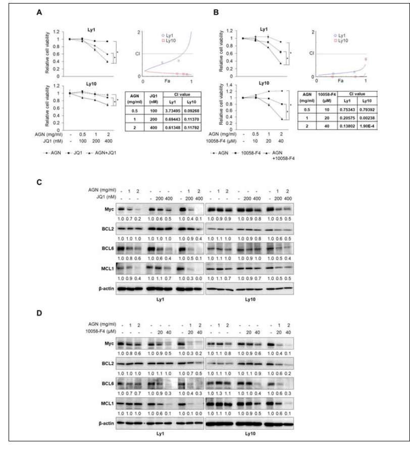 Combination therapy is more effective than monotherapy (A) Two DLBCL cell lines (Ly1 and Ly10) were exposed to AGN (0, 1, or 2 mg/ml) and/or JQ1 (0, 200, or 400 nM) for 48 h, and MTS assays were performed to measure cell viability. Co-treatment with AGN and JQ1 markedly suppressed cell proliferation compared to treatment with AGN or JQ1 alone in DLBCL cell lines (Left panel). The statistical significance was calculated using a two-tailed Student’s t test (* p < 0.05). CI values were calculated using the CompuSyn software to quantify potential drug synergism (Right panel). (B) Ly1 and Ly10 cells were co-treated with AGN (0, 0.5, 1, or 2 mg/ml) and 10058-F4 (0, 10, 20, or 40 μM) or either agent alone for 48 h, and cell viability was determined by MTS assays (Left panel). The statistical significance was calculated using a two-tailed Student’s t test (* p < 0.05). Probable drug synergism was quantified using the Compusyn software (Right panel). (C) Cells were treated with AGN (0, 1, or 2 mg/ml) and/or JQ1 (0, 200, or 400 nM) for 48 h. Cell lysates were subjected to western blot assays with antibodies against Myc and anti-apoptotic proteins, BCL2, MCL1, and BCL6. β-actin was used as a loading control. (D) Western blot analysis was carried out to determine expression of Myc and anti-apoptotic proteins in Ly1 and Ly10 cells following incubation with AGN (0, 1, or 2 mg/ml) and/or 10058-F4 (0, 20, or 40 μM) for 48 h