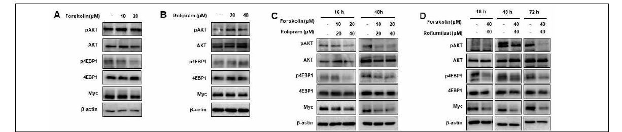 cAMP/PDE4D signals regulate the activities of the AKT/mTOR/Myc pathway Western blot assays were carried out to examine the phosphorylation levels of AKT and 4EBP1 and the expression of Myc following treatment with (A) forskolin (10–20 μM for 16 h), (B) rolipram (20–40 μM, 16 h), (C) the combination of forskolin and rolipram, or (D) the combination of forskolin and roflumilast in PDE4D-high DLD-1 CRC cells. Western blots for β-actin confirms equal loading. The levels of Myc, pAKT, and p4EBP1 were markedly decreased upon combinatory treatment with forskolin and rolipram/roflumilast, while the addition of single agents had minimal effect