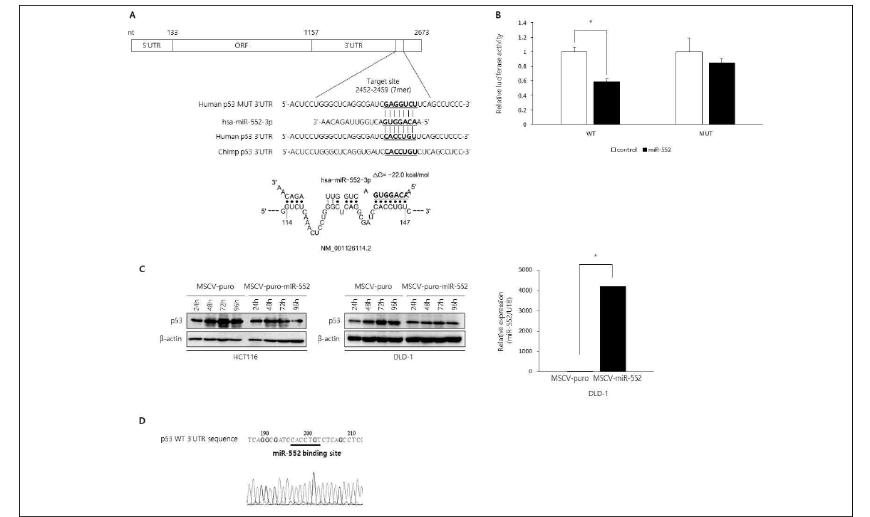 The p53 tumor suppressor is a target of miR-552. (A) MiR-552 and the putative binding site in the p53 3′ UTR from human and chimpanzee were aligned using TargetScan (version 7.1) and STarMir (http://sfold.wadsworth.org/cgi-bin/starmirtest2.pl). ΔG is Gibbs free energy, and spontaneous interaction between miR-552 and its binding site occurs when ΔG<0. The miR-552 binding site was conserved only in human and chimpanzee. (B) The p53 3′-UTR luciferase constructs with a potential miR-552 binding site in the wild type (WT) or mutant (MUT) configuration were co-transfected with either miR-552 or negative control oligonucleotides. Luciferase reporter assay was performed 72 h after transfection; luciferase activity of the wild type, but not mutant, construct was reduced by about 40%. (C) HCT116 and DLD-1 MSCV-puro or MSCV-puro-miR-552 cells were plated in the 6-well plates and harvested every 24 h, followed by the analysis of p53 protein levels by immunoblotting. The p53 levels were increased in MSCV-, but not MSCV-miR-552-expressing, cells (left panel). Ectopic expression of miR-552 in DLD-1 cells were confirmed by qRT-PCR (right panel; * p < 0.05, two-tailed Student’s t test). (D) The potential miR-552-binding site in the 3′ UTR in DLD-1 CRC cells were sequenced by the Sanger method. The binding site was intact