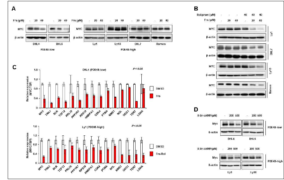 cAMP/PDE4B regulates Myc levels. (A) Six B lymphoma cell lines were dichotomized into PDE4B-low (DHL4 and DHL6) and –high (Ly1, Ly10, DHL7 and Ramos) cells and treated with frs. Cell lysates were prepared and Myc protein levels were analyzed by immunoblotting. (B) PDE4B-high Ly1, Ly10, DHL7 and Ramos cells were exposed to DMSO, frs, rolipram or frs plus rolipram, as indicated. Myc protein levels were analyzed by immunoblotting. (C) DHL4 and Ly1 cells were treated with frs and frs /rolipram, respectively, and expression of indicated Myc target genes was analyzed by qRT-PCR. (D) DHL4, DHL6, Ly1 and Ly10 cells were exposed to a cell-permeable cAMP analog 8-Br-cAMP and protein levels of Myc were examined by the western blotting