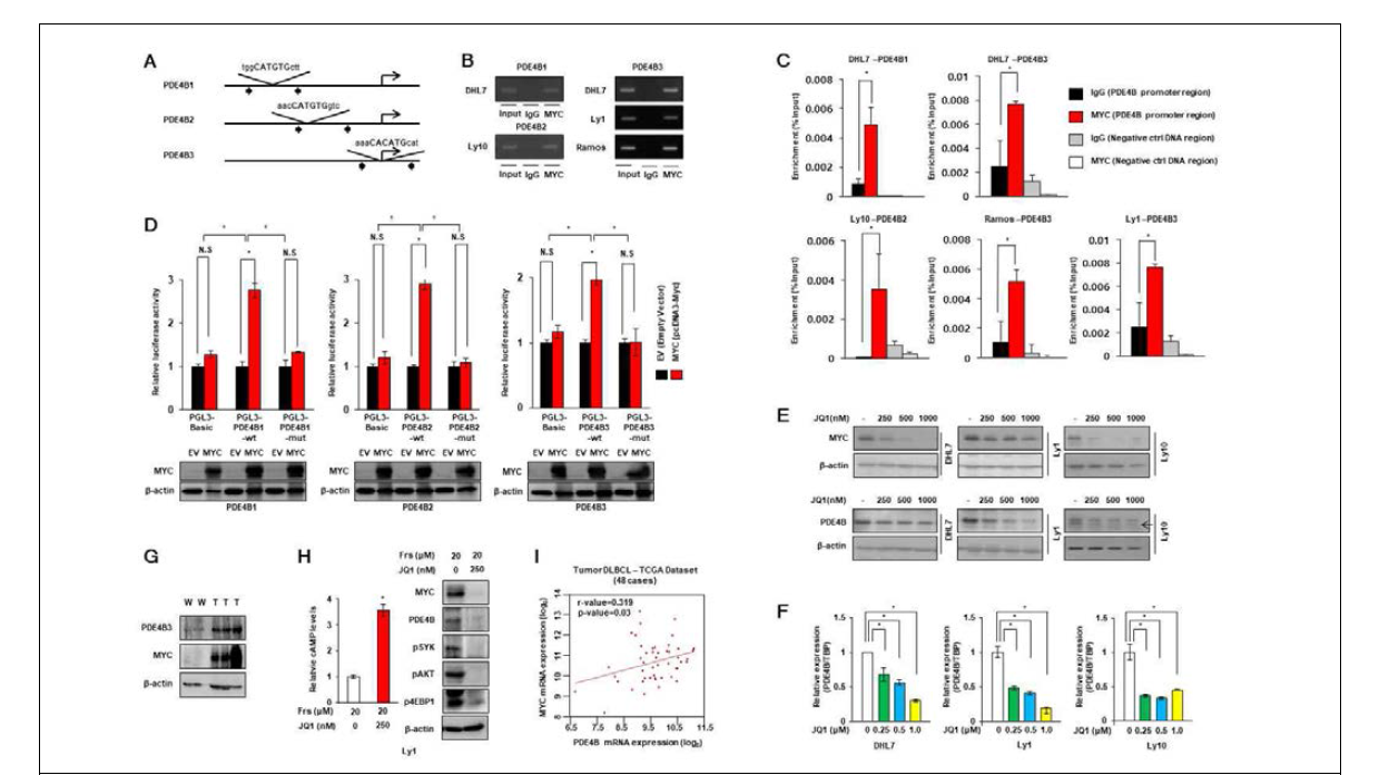 The PDE4B gene is a direct target of Myc. (A) Schematic diagrams of luciferase reporter constructs showing the relative locations of potential Myc E-boxes in the promoters of PDE4B1, B2 and B3 that were identified. (B and C) ChIP assays using an anti-Myc antibody show the enrichment of Myc on PDE4B promoters. (D) Reporter assays were performed using luciferase constructs with PDE4B Myc E-boxes in wild type or mutant configurations, or without Myc E-boxes (pGL3-basic). The luciferase activity of the reporter constructs containing PDE4B promoters increased by 2.5 to 3.5-fold when Myc was cotransfected, while that of the pGL3-PDE4B-mut or the pGL3-basic did not. (E and F) PDE4B-high cell lines Ly1, Ly10 and DHL7 were treated with increasing doses of the BET bromodomain inhibitor JQ1. Myc and PDE4B mRNA and protein levels were measured by qRT-PCR and immunoblotting, respectively. β-actin served as an internal control. (G) Myc levels were measured by the western blotting in wild type and Eu-myc mice. (H) Ly1 (PDE4B-high) cells were exposed to either vehicle or JQ1, followed by frs. After the treatment, the same number of cells were used for the measurement of intracellular cAMP levels. Expression of Myc and PDE4B and phosphorylation levels of SYK, AKT, and 4EBP1 in Ly1 and DHL7 cells were examined by the western blotting, following treatment with JQ1 and frs. Representative data of at least three independent experiments are presented. (I) The relation between Myc and PDE4B at the gene-expression level was investigated in 48 DLBCL cases. Myc expression and that of PDE4B were positively correlated (r=0.319)