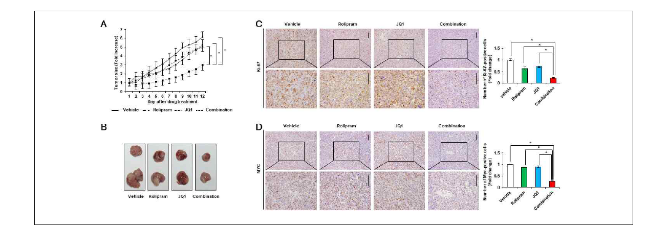 The combinatorial effect of rolipram and JQ1 in a B-cell lymphoma mouse xenograft model. (A) Five week old athymic nude mice were subcutaneously inoculated with 1 × 107 Ramos cells. The size of the xenograft was calculated as π ab/4 (a and b are the x, y diameters). Tumor size measurements were normalized to the initial tumor size, when the treatment began. The results represent mean ± SD and each point represents an average of 6-7 mice. (B) Representative xenograft tumors in each group are shown. (C) Xenograft tumors were extracted and processed for Ki-67 IHC staining. Cell proliferation was markedly inhibited by JQ1 and rolipram combination. Cells positive for Ki-67 were counted and the numbers were normalized to those obtained for the vehicle group (* p < 0.05, two-tailed Student’s t test). (D) Myc IHC staining was performed in Ramos xenograft tumors. Myc levels was substantially reduced upon exposure to the combination treatment. Myc-positive cells were counted and the numbers were normalized to those for the vehicle group (* p < 0.05, two-tailed Student’s t test)