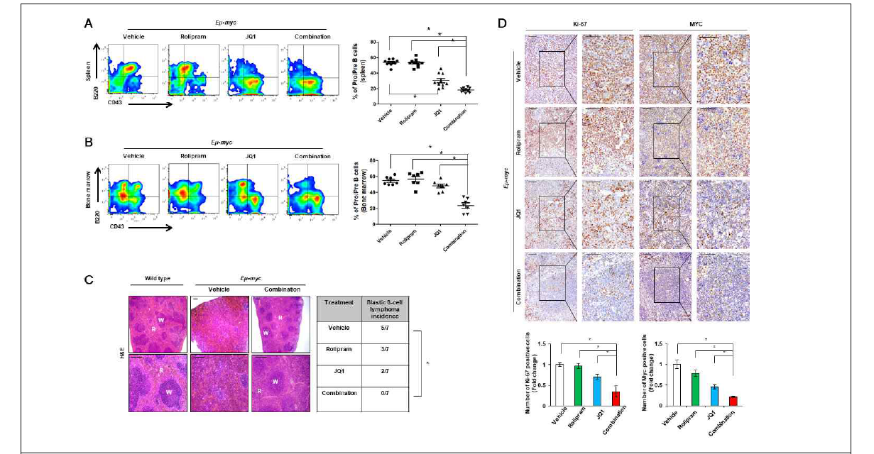 Synergistic effect of rolipram and JQ1 in a Eμ-myc transgenic mouse model. (A and B) Eight-week old Eμ-myc mice were divided into four treatment groups, vehicle, rolipram (5 mg/kg), JQ1 (10 mg/kg), and rolipram/JQ1 combination. Indicated drugs were administered for four weeks and developmental stages of splenic and bone marrow B-cell populations were analyzed using flow cytometry with the indicated key B-cell markers (Fig. S1). FACS data from a representative group is shown (Left panel). Developmental stages of splenic and bone marrow B-cell populations from different treatment groups are plotted, n = 7 in each group (Right panel; * p < 0.05, two-tailed Student’s t test). (C) Representative images of the H p < 0.05, Fisher’s exact test), while administration of rolipram or JQ1 alone did not elicit statistically significant change. Scale bar, 200 μm. (D) Spleen sections of wild type or Eμ-myc mice were processed for Ki-67 and Myc IHC staining, following treatment with indicated drugs. Ki67- and Myc-positive cells were counted and the numbers were normalized to the vehicle group (Bottom panel; * p < 0.05, two-tailed Student’s t test). Scale bar, 100 μm