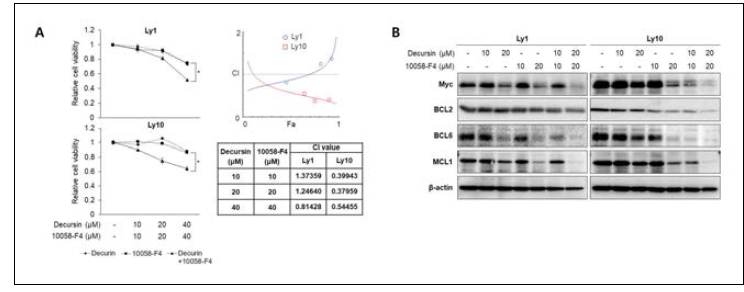 Co-treatment with decursin and 10058-F4 significantly suppresses cell survival (A) Ly1 and Ly10 cells were exposed to decursin (0, 10, 20, or 40 μM) and/or 10058-F4 (0, 10, 20, or 40 μM) for 48 h, and MTS assays were performed to measure cell viability (Left panel). The statistical significance was calculated using a two-tailed Student’s t test (* p < 0.05). CI values were calculated using the Compusyn software (Right panel) (B) Western blot assays were conducted to determine the expression of Myc and anti-apoptotic proteins in two DLBCL cell lines following incubation with decursin and/or 10058-F4 for 48 h