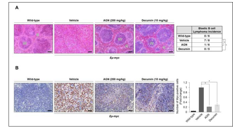 AGN and decursin attenuate lymphogenesis in vivo (A) Eight-week old Eμ-myc transgenic mice were treated with vehicle or AGN for eight weeks or decursin for four weeks. Histological analyses of the spleen were performed using H however, it was restored to that of wild-type mice by the administration of AGN or decursin. Representative images of the H&E-stained spleen sections are shown. W and R represent white pulp and red pulp, respectively. Scale bar, 100 μm. (B) The spleens of wild-type or Eμ-myc mice were isolated after the treatments and analyzed by IHC with the antibody against c-Myc. Myc-positive cells were counted and cell counts are normalized to those in the vehicle group. Scale bar, 100 μm