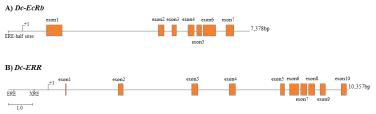 D. celebensis EcR과 ERR 유전자의 gene structure 및 promoter