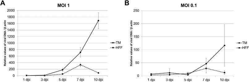 Viral DNA 에 대한 PCR 시행 시, HFF cell 에 비해 인간 섬유주세포에서 더 활발한 바이러스의 DNA production 이 관찰되는 모습