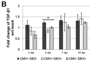 Dexamethasone 을 처치 시 안압 상승의 원인 인자인 TGF-β1 가 감소하는 모습