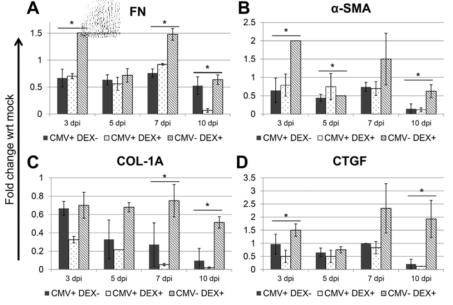 Dexamethasone 처치 시 fibrogenic target molecule 의 발현 변화