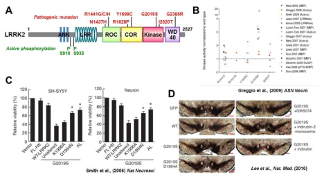 LRRK2에 의한 신경세포 사멸 연구 현황. A) LRRK2의 단백질 구성 및 파킨슨병 연관 돌연변이 종류. B) LRRK2 돌연변이에서의 인산화 활성 증가 패턴 분석. C) LRRK2 인산화 활성 증가에 따른 신경세포 사멸 분석. D) 동물 모델에서의 LRRK2에 의한 흑질 내 도파민 신경세포 사멸 및 LRRK2 활성 억제제를 통한 신경세포 사멸 억제 효능 검증