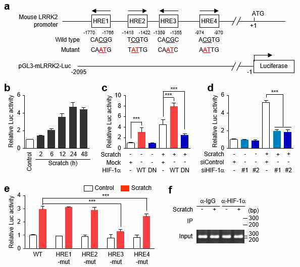 HIF-1α에 의한 LRRK2 전사조절 기전 분석