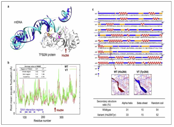 His264Tyr variant TFB2M 단백질의 In -silico 구조 분석