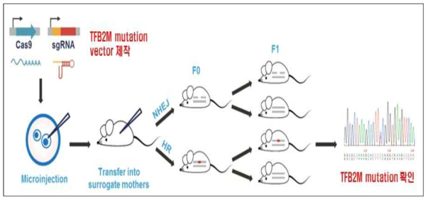 TFB2M variant knock-in 마우스 제작