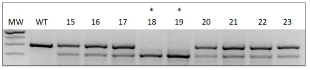 TFB2M homozygote variant 배아 생산. 18,19번이 homozygote 배아임