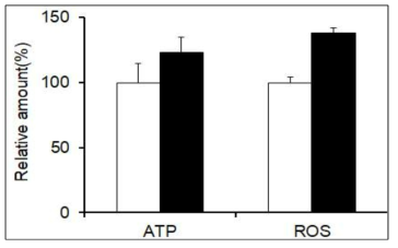 TFB2M homozygote variant 배아섬유아세포의 사립체 기능 분석