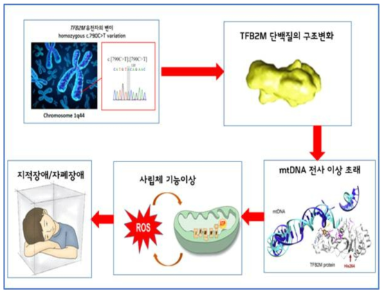 본 연구의 결과 및 가설