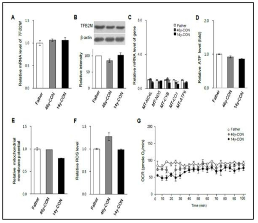 연령 별 섬유아세포의 TFB2M 단백질 및 사립체 기능 연구