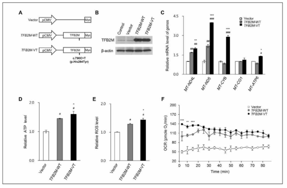 섬유아세포에서 TFB2M 변이 과발현 시의 사립체 기능 변화분석