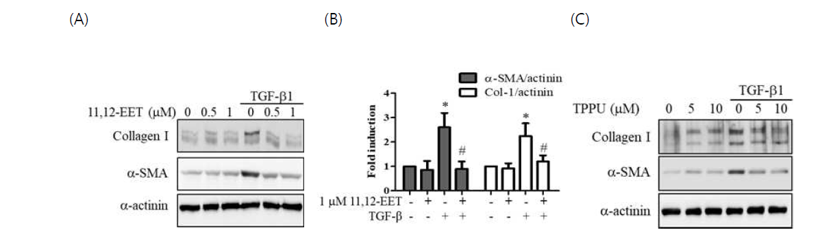 (A) 11,12-EET 의 섬유아세포 활성화 억제 , (B) 11,12-EET의 Collagen과 α-SMA 억제 (3회 반복실험) (C) sEH 억제제인 TPPU 의 섬유아세포 활성화 억제