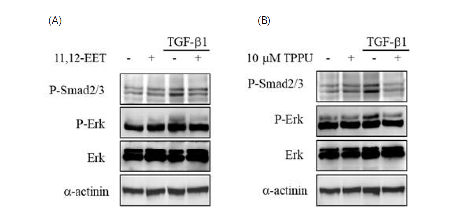 (A) TGF-β1-p-Smad2/3 신호 전달에서 11,12-EET의 효과. (B) TGF-β1-p-Smad2/3 신호 전달에서 TPPU의 효과