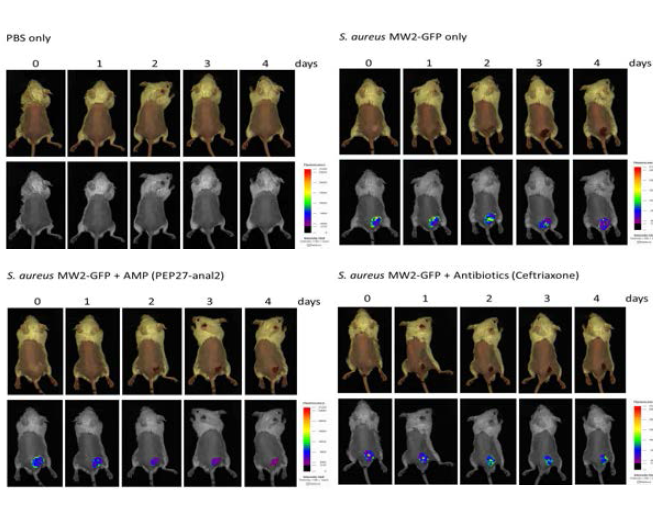 In vivo tracking of S. aureus MW2-GFP infection. The infection progress was monitored at the indicated time points (from 0 to 4 days postinfection). BALB/c mice were injected with a high number of bacteria (1 x 109 CFU). The experiment was repeated at least three times with a minimum of two mice/group