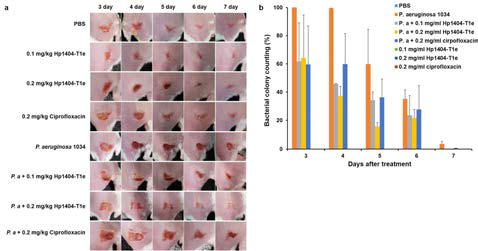 Antibacterial effect of Hp1404-T1e in vivo. (a) Image of the infected skin after 3, 4, 5, 6, or 7 days. (b) Percentage of bacterial colonies in P. aeruginosa infected skin. Hp1404-T1e was used at a concentration of 0.1 mg/ml and 0.2 mg/ml after P. aeruginosa 1034 infection