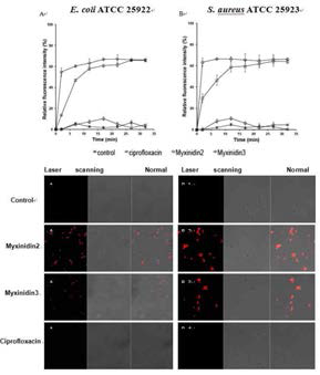 Confocal laser scanning microscopy of PI in E. coli and S. aureus. Permeabilization of the cytoplasmic membrane of Myxinidin2 and Myxinidin3indicated by percent of propidium iodide fluorescence