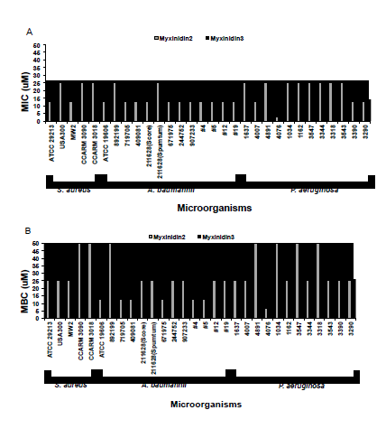 Minimum inhibitory concentration (MIC) (A) and Minimum bactericidal concentration (MBC) (B) of synthetic peptide analogs from Myxinidin isolated from hagfish against drug-resistant bacteria strains (S. aureus;A. baumannii; P. aeruginosa)