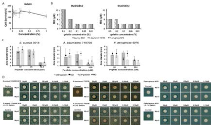 Antimicrobial activity of the peptides in gelatin. (A) Cytotoxicity of gelatin concentration from 0% to 1% in normal human keratinocyte. (B) Maintenance of antimicrobial effect in each gelatin concentration was verified by MIC. (C) and (D) inhibitory effect of peptides with 0.1% gelatin was examined by using disc assay