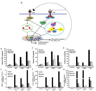 Model describing signal pathway of inflammation in keratinocyte cell. After infected S. aureus CCARM 3018, A. baumannii 79705 and P. aeruginosa 4076 in normal human keratinocyte, peptides were treated